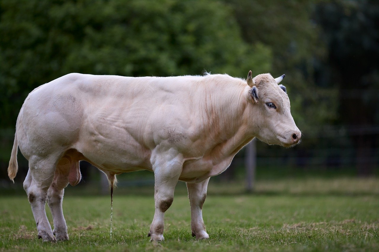 Test BlueBull: gli effetti collaterali esistono davvero?